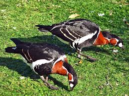 Image result for Branta ruficollis