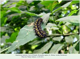 Attēlu rezultāti vaicājumam “Euphydryas maturna larva”