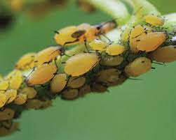 Attēlu rezultāti vaicājumam “Celastrus flagellaris”