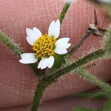 Attēlu rezultāti vaicājumam “Galinsoga quadriradiata flower”