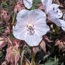Attēlu rezultāti vaicājumam “Geranium pratense flower”