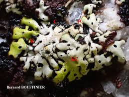 Attēlu rezultāti vaicājumam “Menegazzia terebrata”