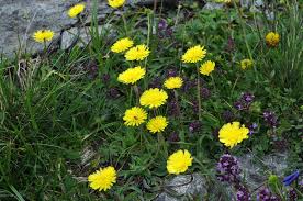 Attēlu rezultāti vaicājumam “Pilosella officinarum”