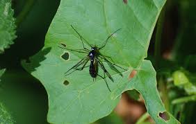 Attēlu rezultāti vaicājumam “Ptychoptera sp. female”