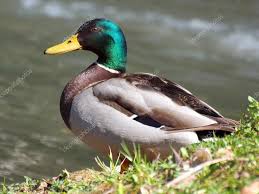 Attēlu rezultāti vaicājumam “Anas platyrhynchos male”