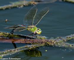 Attēlu rezultāti vaicājumam “Amaurochaete fusiformis”