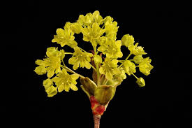 Attēlu rezultāti vaicājumam “Acer platanoides flower”