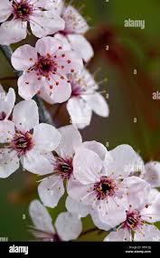 Attēlu rezultāti vaicājumam “Prunus cerasifera var. divaricata bud”