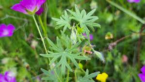 Attēlu rezultāti vaicājumam “Geranium sanguineum leaf”