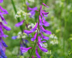 Attēlu rezultāti vaicājumam “Vicia cracca bud”