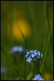 Image result for Vergissmeinnicht