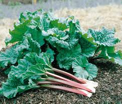 Attēlu rezultāti vaicājumam “Rheum rhabarbarum”