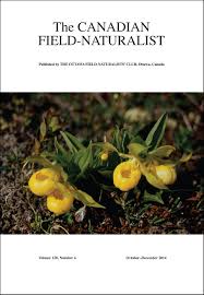 Attēlu rezultāti vaicājumam “Carex acutiformis flower”