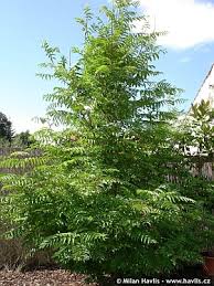 Attēlu rezultāti vaicājumam “Pterocarya fraxinifolia”