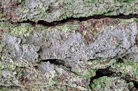 Attēlu rezultāti vaicājumam “Lecanactis abietina”