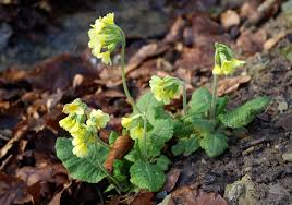 Image result for Schlüsselblumen