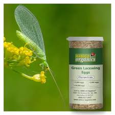 Attēlu rezultāti vaicājumam “Chrysopa eggs”