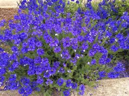 Attēlu rezultāti vaicājumam “Veronica austriaca subsp. teucrium”