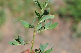 Attēlu rezultāti vaicājumam “Polygonum aviculare leaf”