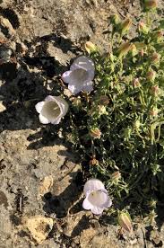 Image result for Campanula formanekiana