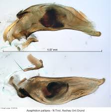Attēlu rezultāti vaicājumam “Asaphidion pallipes”