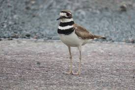 Image result for Charadrius vociferus