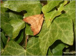 Attēlu rezultāti vaicājumam “Falcaria lacertinaria”