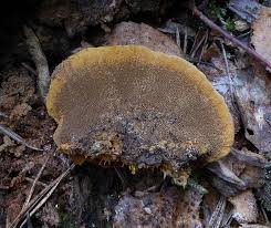 Attēlu rezultāti vaicājumam “Gloeophyllum odoratum”