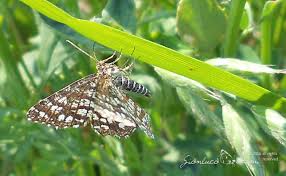 Attēlu rezultāti vaicājumam “Chiasmia clathrata”