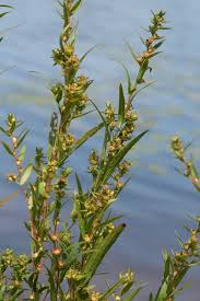 Attēlu rezultāti vaicājumam “Jungermannia sphaerocarpa”