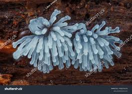 Attēlu rezultāti vaicājumam “Ceratiomyxa fruticulosa”