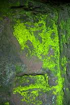 Attēlu rezultāti vaicājumam “Schistostega pennata”