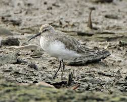 Attēlu rezultāti vaicājumam “Calidris ferruginea”