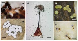 Attēlu rezultāti vaicājumam “Physarum diderma”