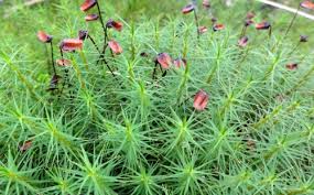 Attēlu rezultāti vaicājumam “Polytrichum commune var. perigoniale”
