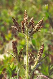 Attēlu rezultāti vaicājumam “Tranzschelia anemones”