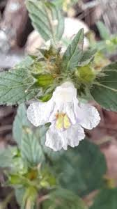 Image result for Galeopsis segetum