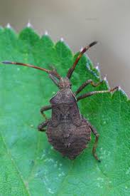 Attēlu rezultāti vaicājumam “Coreus marginatus nymph”