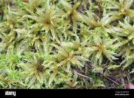 Attēlu rezultāti vaicājumam “Climacium dendroides”