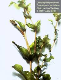 Attēlu rezultāti vaicājumam “Potamogeton perfoliatus flower”