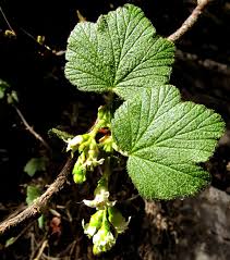 Attēlu rezultāti vaicājumam “Ribes nigrum leaf”