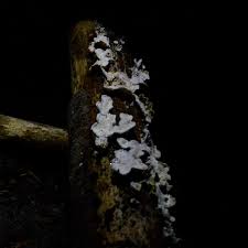 Attēlu rezultāti vaicājumam “Plicatura nivea”