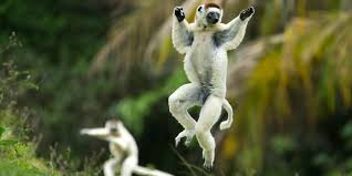 lemur ile ilgili görsel sonucu