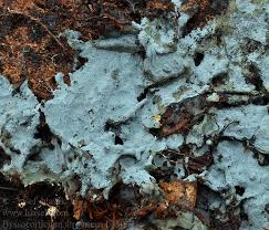 Attēlu rezultāti vaicājumam “Byssocorticium atrovirens”