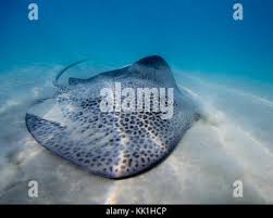 Image result for Himantura uarnak