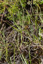 Attēlu rezultāti vaicājumam “Danthonia decumbens bud”