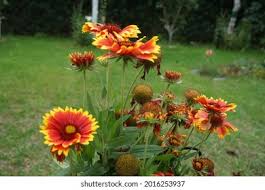 Image result for Gaillardia `Kobold`