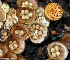 Attēlu rezultāti vaicājumam “Crucibulum laeve”