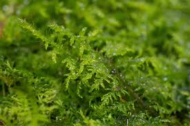 Attēlu rezultāti vaicājumam “moss”