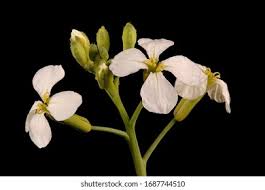 Attēlu rezultāti vaicājumam “Cruciferae”